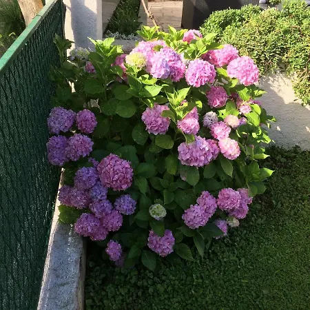 Vicenca Appartement